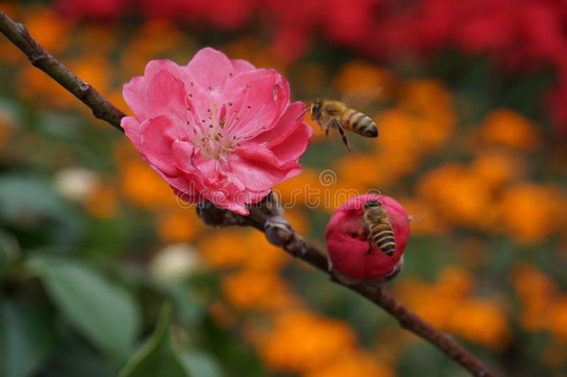 Peach blossom and bee