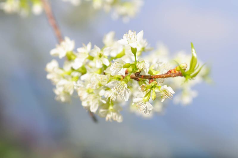 Peach blossom flower, prunus persica or white flower