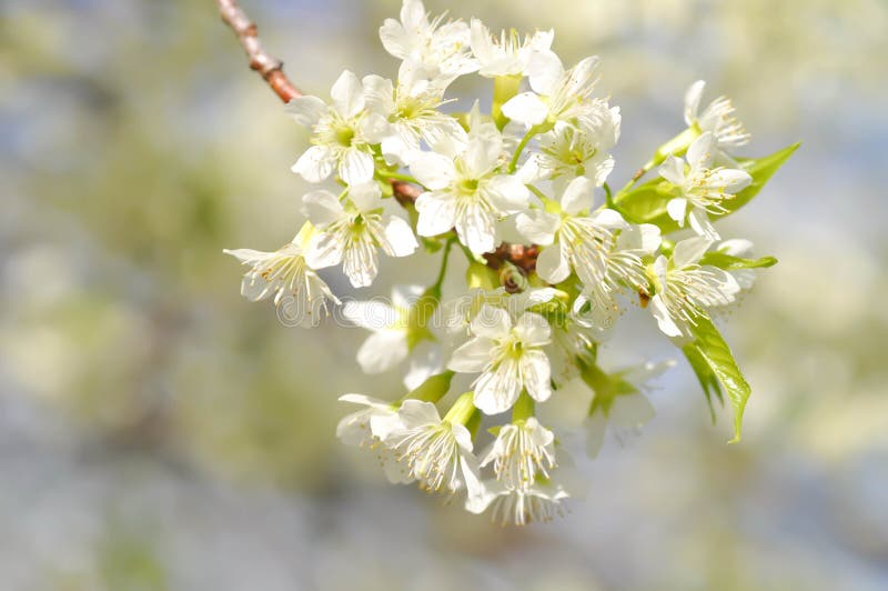 Peach blossom flower, prunus persica or white flower