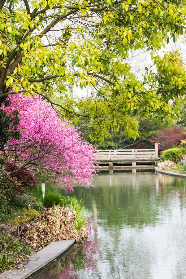 Peach blossom stock photo. Image of hangzhou, culture - 71900458