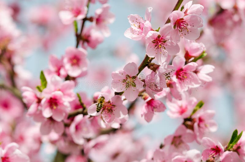 Cherry tree blossom stock photo. Image of forest, spring - 3551830