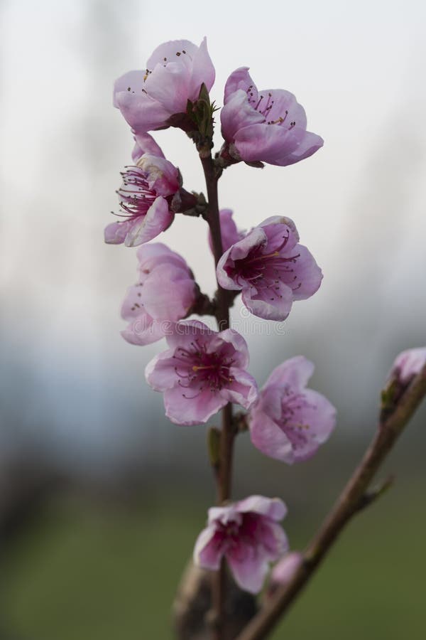 Peach Blossom Spring by Melissa Fu Peach Blossom Spring by Melissa Fu