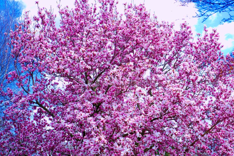 Peach Blossom in Delaware stock photo. Image of beauty 114851556