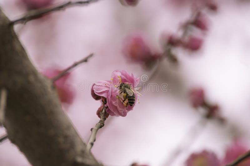 Spring peach blossoms pink flower