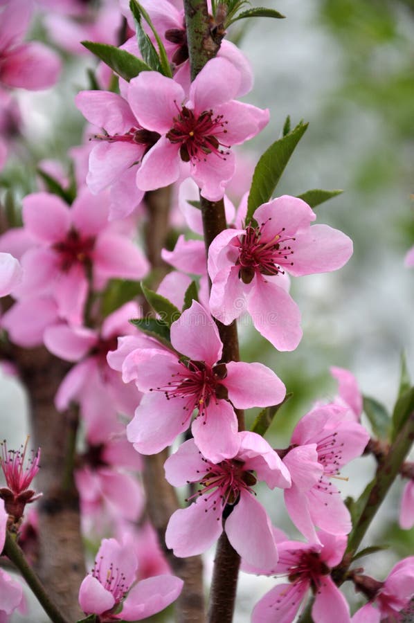 A Peach Blossoms on a Tree Branch Stock Image - Image of peach, macro ...