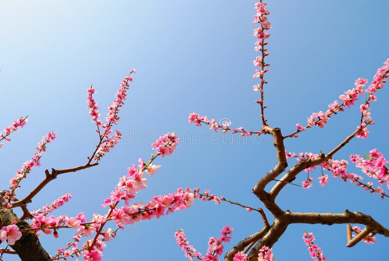 peach blossom spring book review peach blossom spring book review