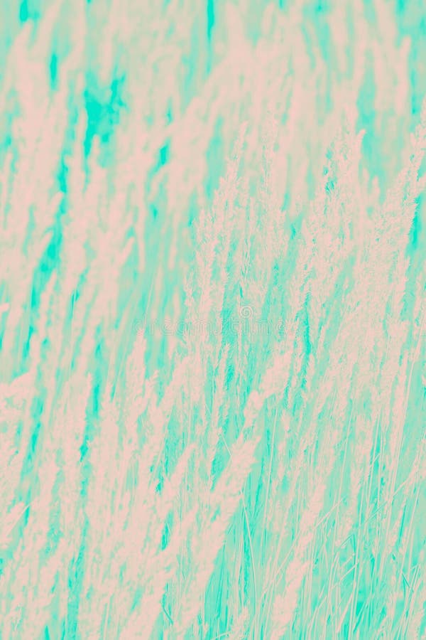 Peach Color Grass Pattern On A Ultra Green Background Stock Image Image Of Ultra Peach Peach Color Grass Pattern On A Ultra Green Background Stock Image Image Of Ultra Peach