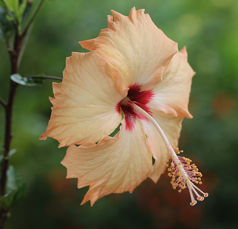 Peach Colored Hibiscus stock photo. Image of single, nature - 81814256