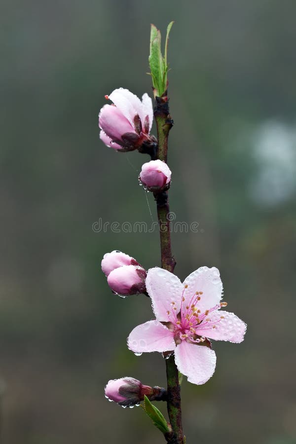 Peach flower stock image. Image of gardening, blossoms 26660381
