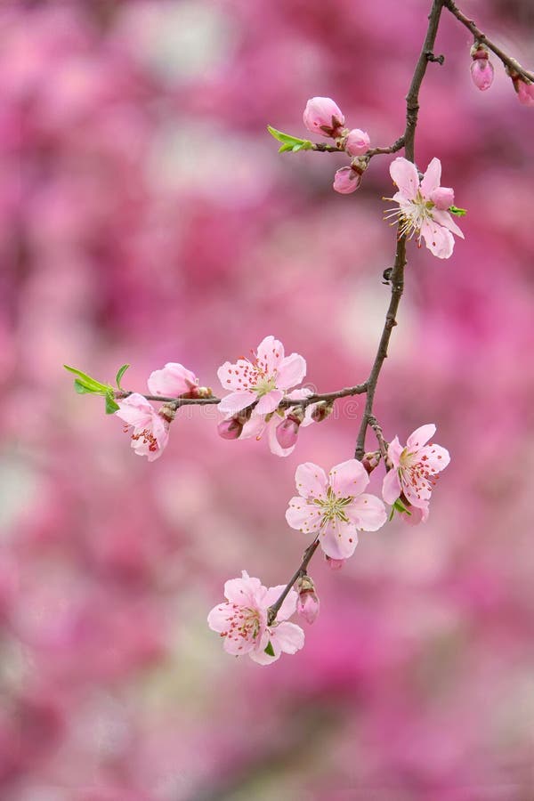 Peach flower stock photo. Image of blossom, rosaceae 24417002
