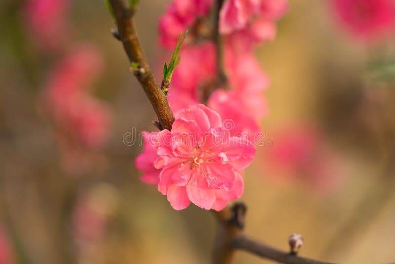 Peach Flower - Hoa đào: \