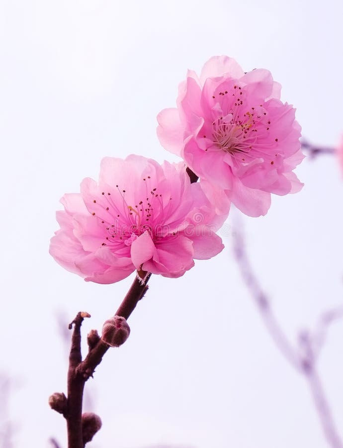 Peach flowers in garden stock image. Image of mountain 65111425