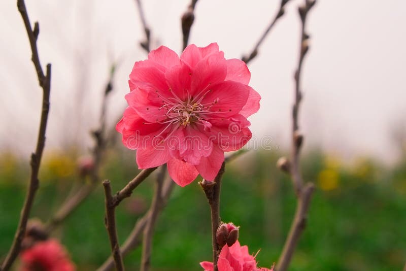 Peach flowers in garden stock image. Image of natural 65111485
