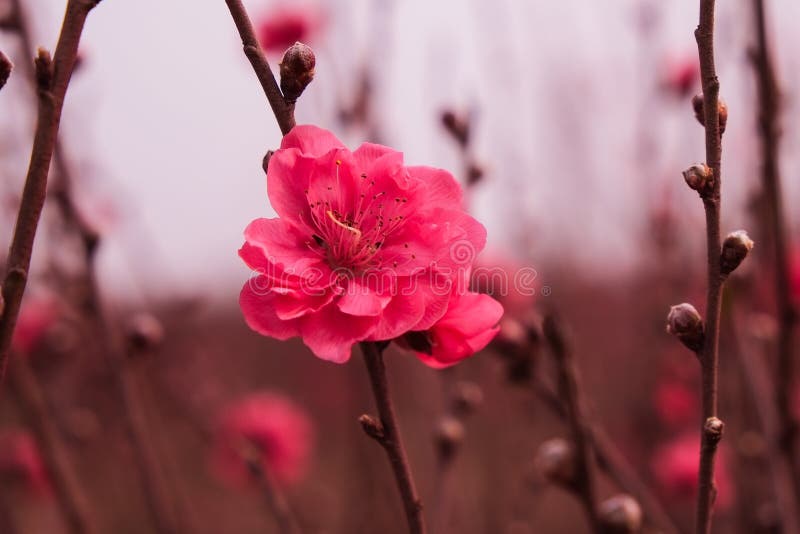 Peach flowers in garden stock image. Image of fresh, morning 65111523