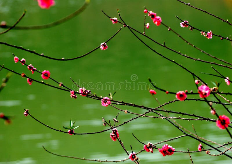 Peach Flowers and Green Water Stock Image Image of pattern, twigs