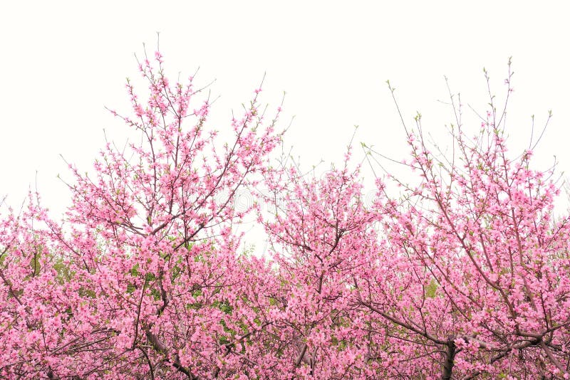 Peach flowers stock photo. Image of blossom, peachblossom - 14226566