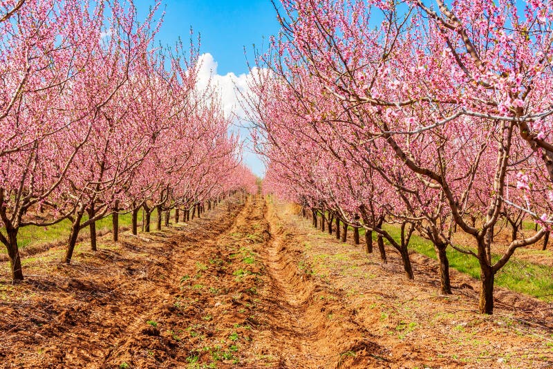Peach Tree, Branch with Small Immature Peaches . Peach Farm in Early