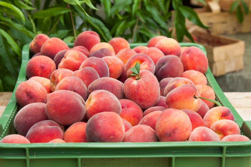 Peach fruits stock photo. Image of peach, nature, nutrient 33360232