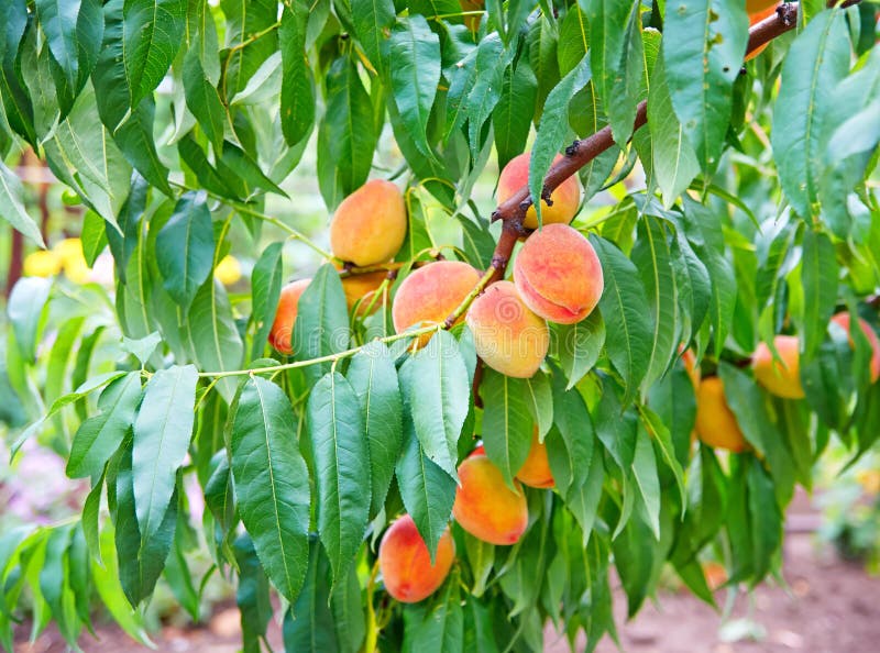 Peach Fruits Growing On A Peach Tree Branch Royalty Free Stock Photo