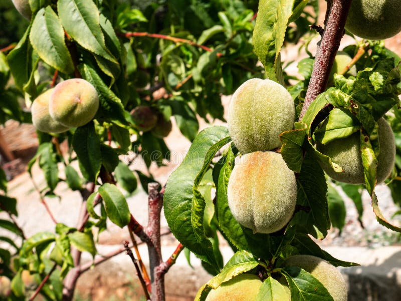 Peach fruits Prunus persica green on tree branches royalty free stock photos Peach fruits Prunus persica green on tree branches royalty free stock photos