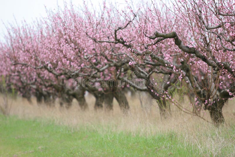 Download Peach garden stock photo. Image of tree, flora, earth - 10070448