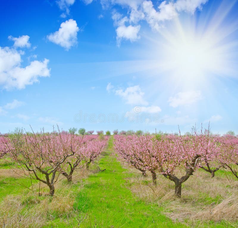 Peach garden stock image. Image of aroma, floral, detail 37613157