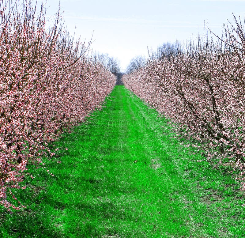 Peach Grove in springtime stock image. Image of rows 23802705