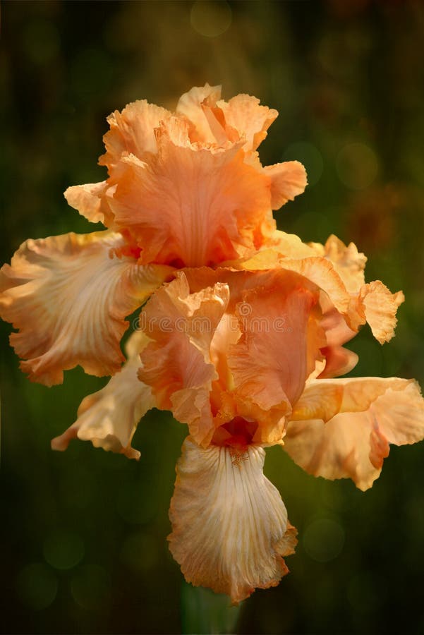 Peach Iris 1088 stock image. Image of iris, fleur, bright 74510999