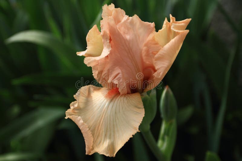 Peach Iris in Garden stock photo. Image of close, nature 41669838
