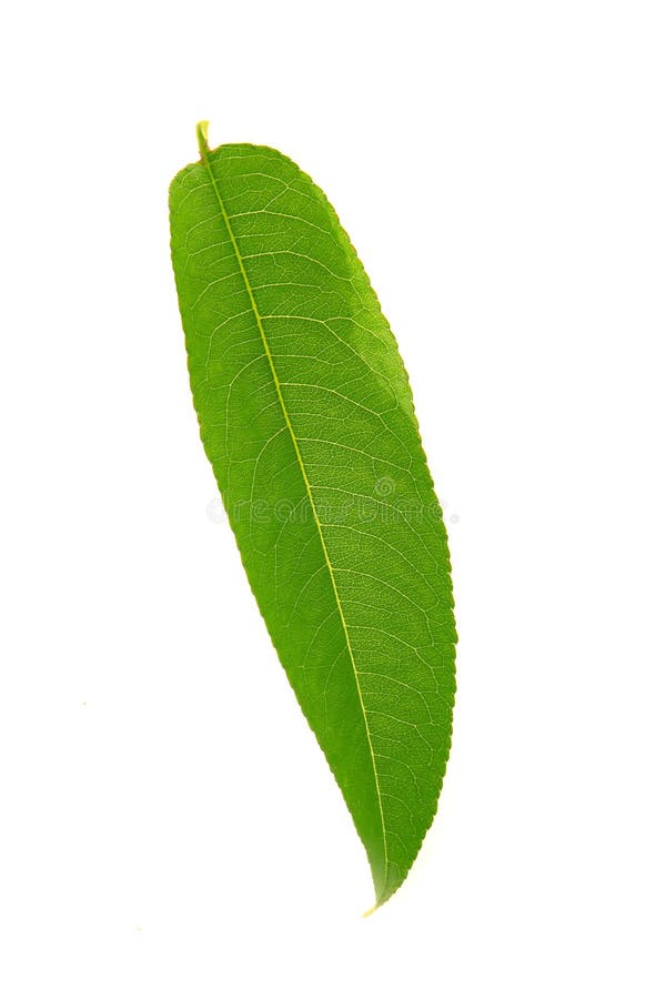 Peach leaf