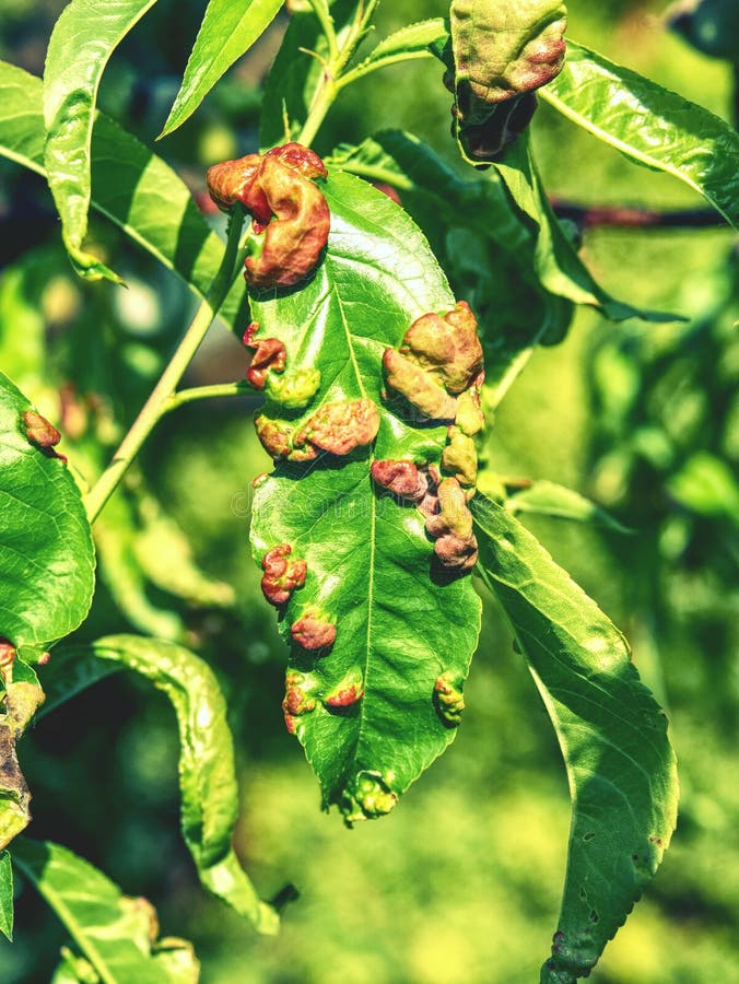 Peach Leaf Curl Peach tree diseases, Peach trees, Growing fruit trees