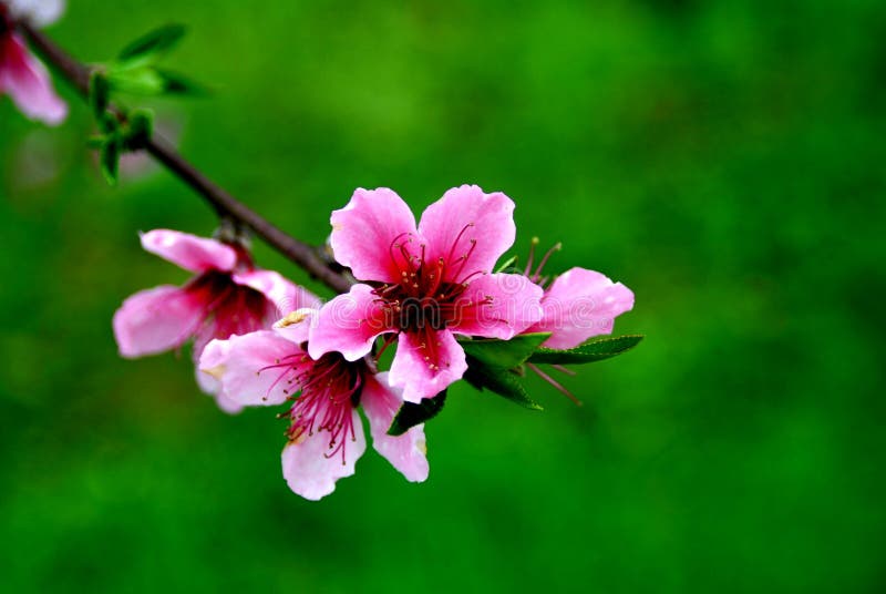 Peach March China's central and southern Taiwan in the rural areas, every year the peach blossoms in full bloom.