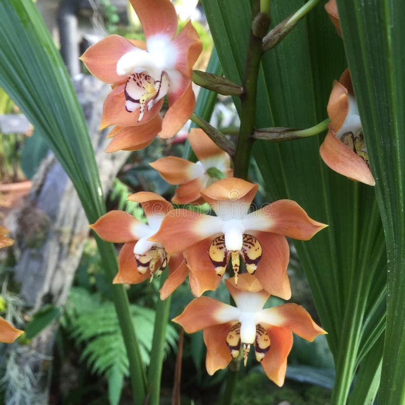 Peach Orchid stock image. Image of blossom, nature, vibrant 62933303