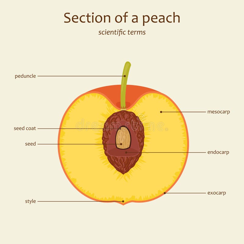 Peach parts names, vector