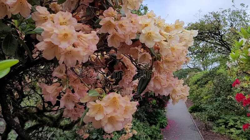 Peach rhododendron flowers beauty