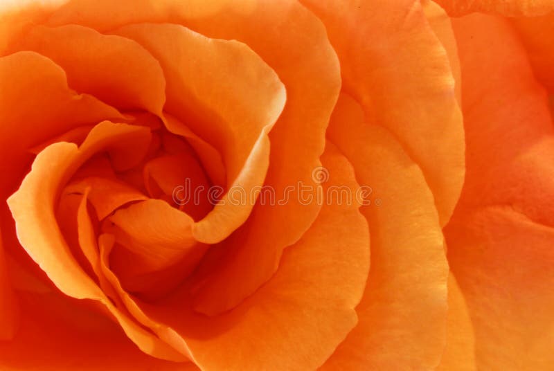 Peach Rose