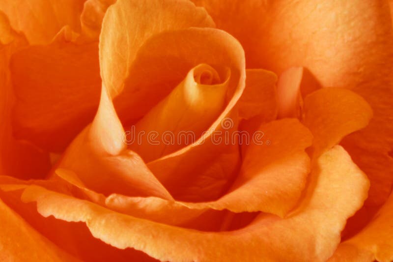 Peach Rose