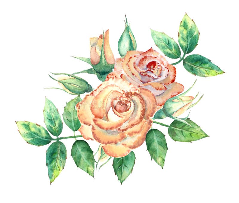 Peach roses, green leaves, open and closed flowers. A bouquet of flowers for greeting cards or invitations. Watercolor