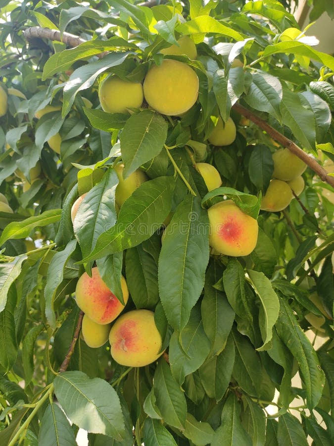 Peach season start stock photo. Image of peach, season 180959674