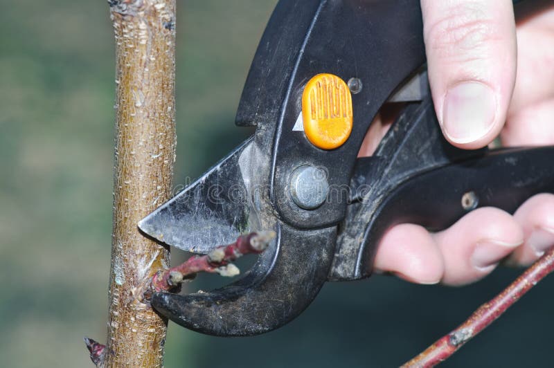 download pruning peach trees download pruning peach trees