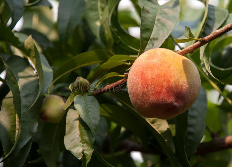 Peach on the tree royalty free stock photography Peach on the tree royalty free stock photography