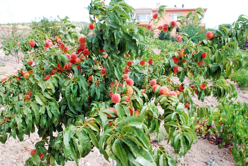 Young peach trees stock image. Image of growing, grove 14293521