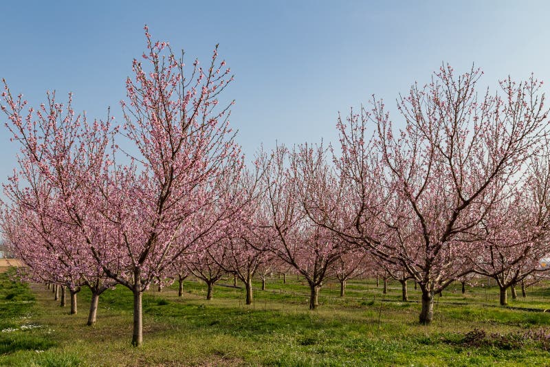 Peach tree blossoms stock photo. Image of blossoms, lithodora 146639430