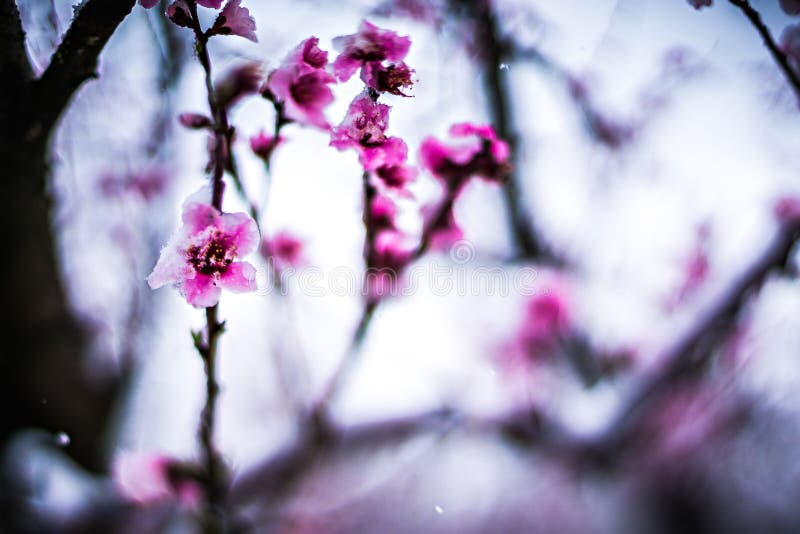 Peach Tree Farm in Winter Snow Stock Image Image of covered, rural 91993721