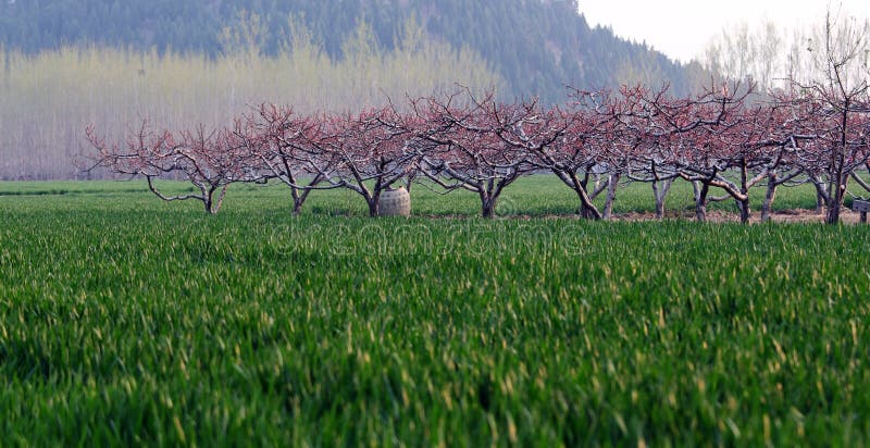 Spring field