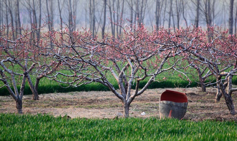 Spring field