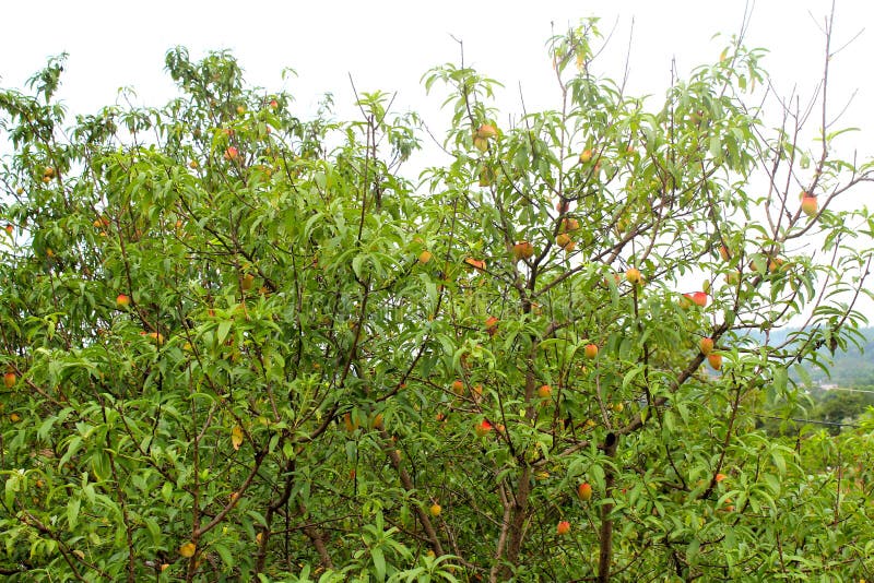 Peach tree with many ripe fruit stock photo