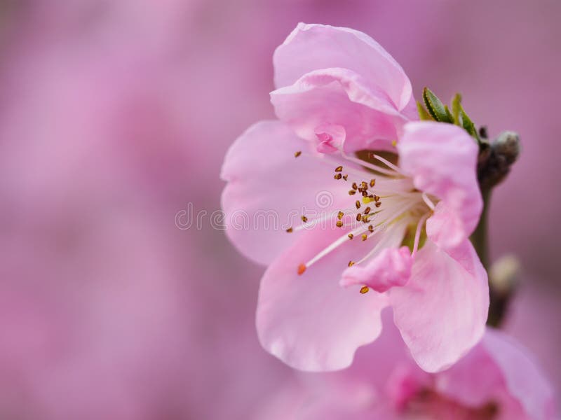 Peach Tree with Pink Flowers Stock Image Image of tree, grass 264412821
