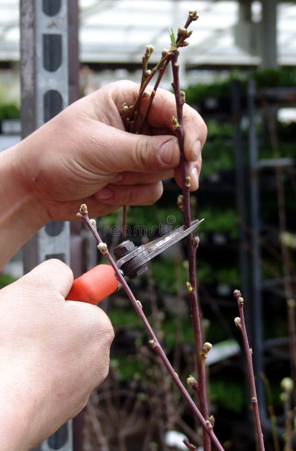 free download pruning peach trees free download pruning peach trees