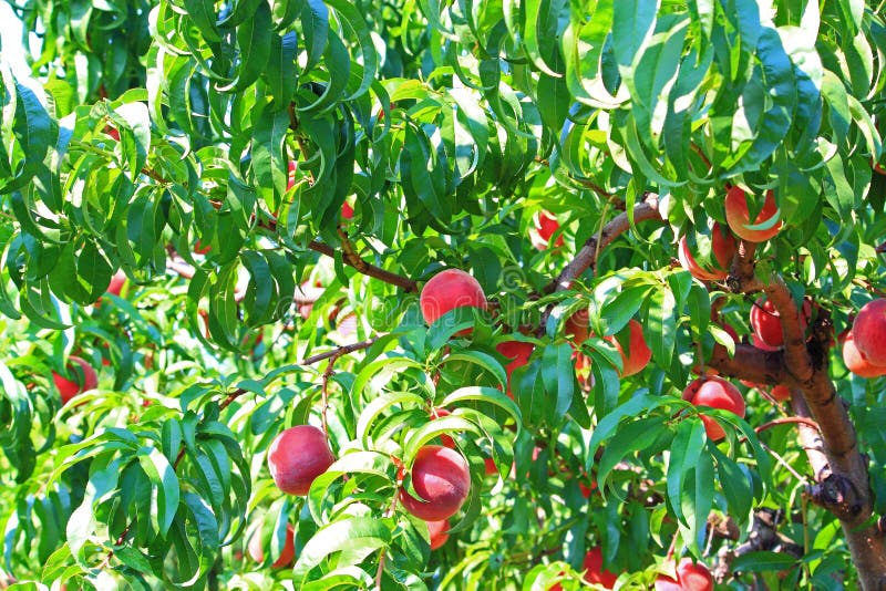 Peach Tree royalty free stock photo Peach Tree royalty free stock photo